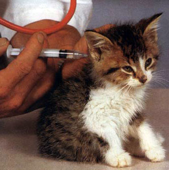 faire vacciner son chat